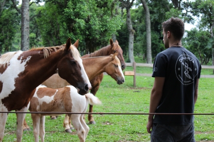 Instituto IOD A Sabedoria da Manada Estar em um campo de cura com cavalos, atrav&eacute;s de uma condu&ccedil;&atilde;o especializada, poder&aacute; transformar seus conhecimentos sist&ecirc;micos, identificar o que est&aacute; oculto, impeditivo...